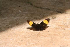 Adelpha melanthe