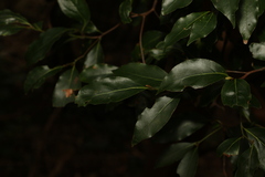 Cryptocarya bidwillii