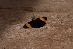 Adelpha melanthe