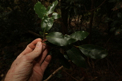 Cryptocarya bidwillii