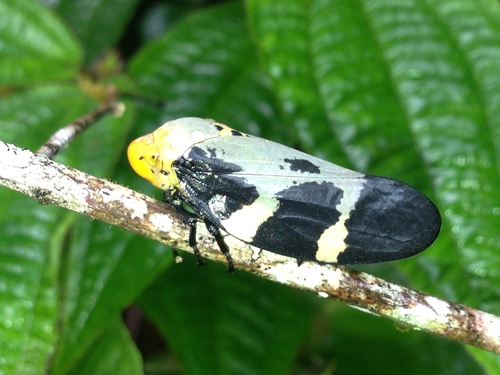 Giant Malagasy Raintree Spittlebug