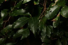 Cryptocarya bidwillii