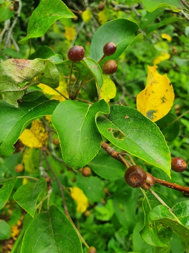 Malus mandshurica (Maxim.) Kom.