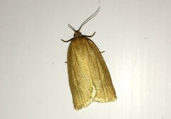 Zelotherses paleana