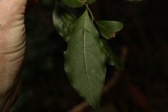 Cryptocarya bidwillii