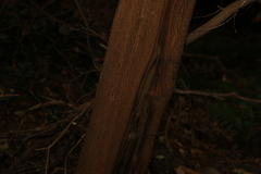 Cryptocarya bidwillii