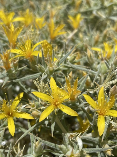 Image of Mentzelia torreyi by (c) Matt Berger, some rights reserved (CC BY)