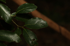 Cryptocarya bidwillii