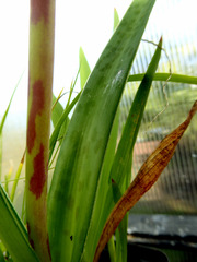 Lachenalia judithiae