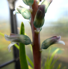 Lachenalia judithiae