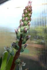 Lachenalia judithiae