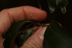 Cryptocarya bidwillii