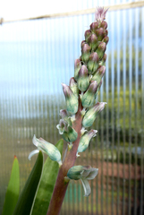 Lachenalia judithiae