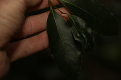Cryptocarya bidwillii