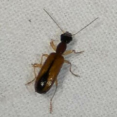 Leptotrachelus dorsalis