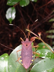 Kerzhnercryptes perinetus