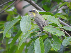 Conopias cinchoneti