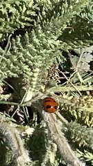 Coccinella transversoguttata