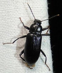 Strongylium terminatum