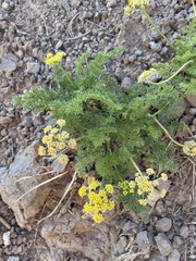 Cymopterus terebinthinus californicus