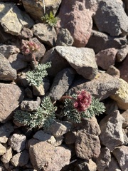 Cymopterus cinerarius