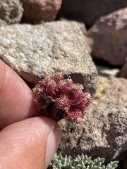 Cymopterus cinerarius
