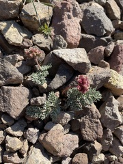 Cymopterus cinerarius