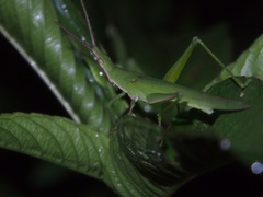 Atractomorpha sinensis