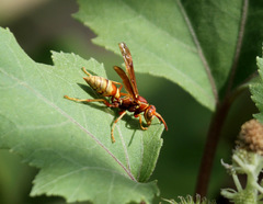 Polistes dorsalis californicus