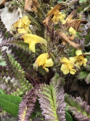 Pedicularis oederi