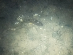 Sphoeroides lobatus