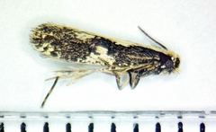 Monopis dorsistrigella
