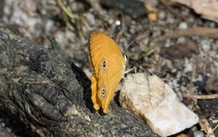 Hypocysta adiante antirius