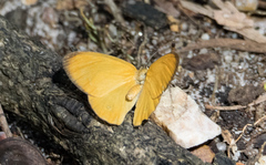 Hypocysta adiante antirius