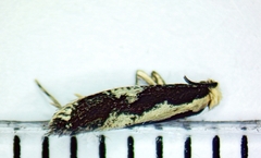 Monopis dorsistrigella