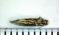 Monopis dorsistrigella