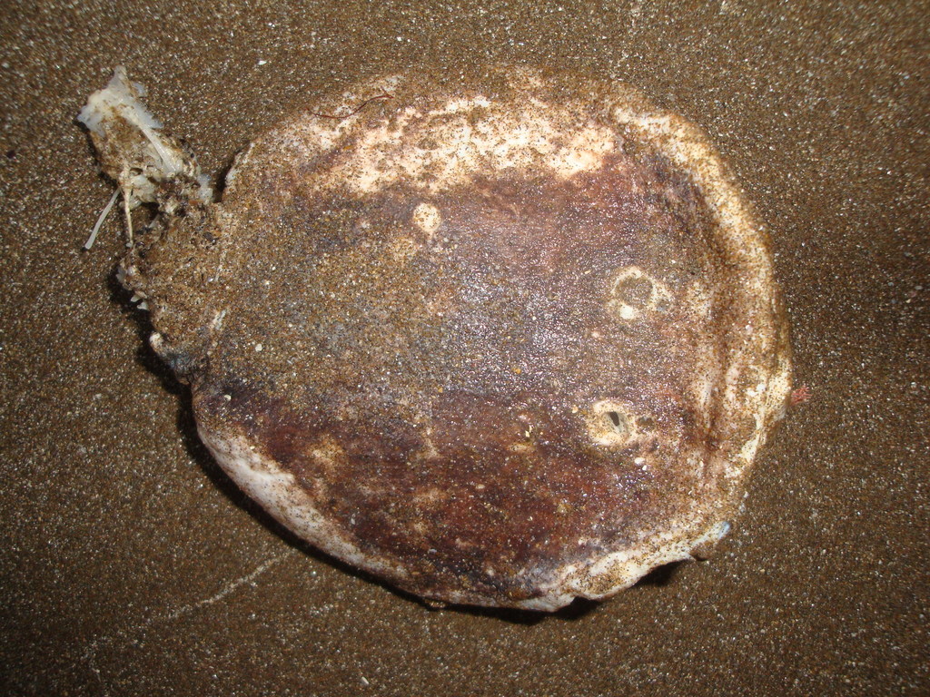 Argentine torpedo (Tetronarce puelcha) — Torpedinidae