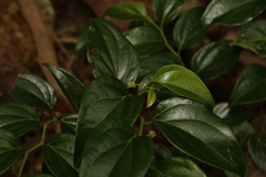 Piper hederaceum