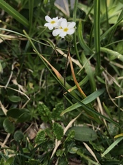 Androsace chamaejasme