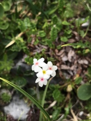 Androsace chamaejasme