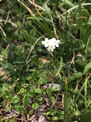 Androsace chamaejasme