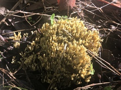 Ramaria lorithamnus
