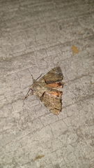 Polyphaenis sericata