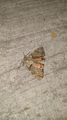 Polyphaenis sericata