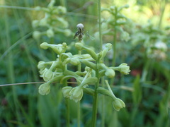 Platanthera clavellata image
