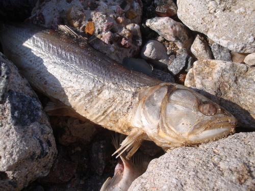 Salminus brasiliensis