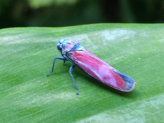 Amplimada quadrigatula