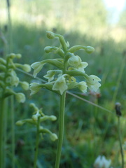 Platanthera clavellata image