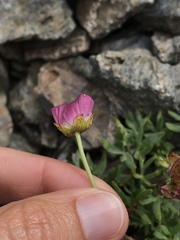 Ranunculus glacialis