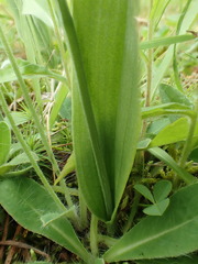 Platanthera clavellata image